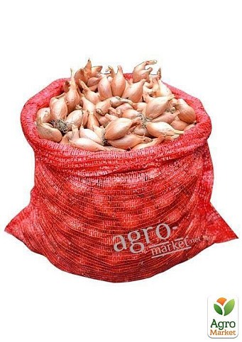 Лук-севок 1кг (арбажейка) "Семейный" (на зелень) (Украина) - фото 2