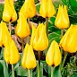 Тюльпан "Golden Tango" (размер 11/12 , крупный) 3шт в упаковке