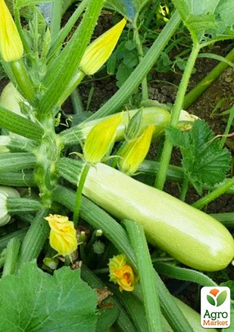 Кабачок "Муфаса F1" ТМ "Lark Seeds" 500шт