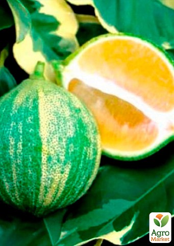 Лайм варієгатний "Tahiti Variegata" (дуже соковитий, ароматний плід) - фото 2