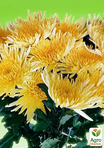 Хризантема  "Kodiak Yellow" (низкорослая среднецветковая)