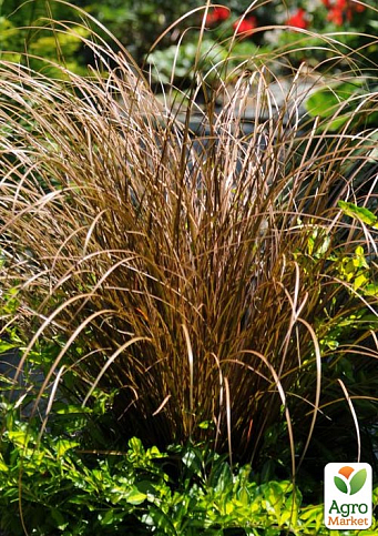 Осока Carex "Auburn" (вечнозеленый многолетник)