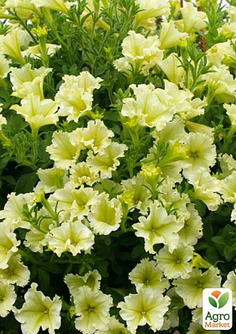 Сурфиния "Lime" (контейнер № 10, высота 10-15 см)