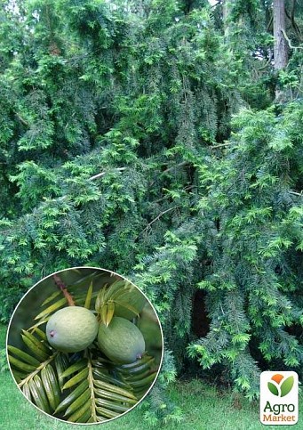 Торрея Грандис Torreya Grandis (очень редкое коллекционное растение)