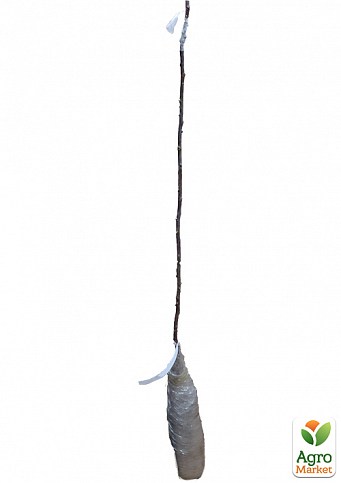 Окулянти Троянди на штамбі «Double Delight» - фото 3