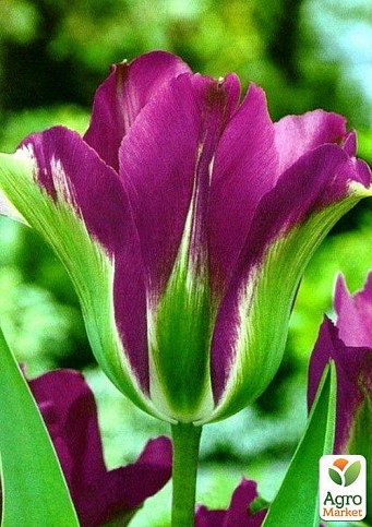 Тюльпан "Violet Bird" 3шт в упаковці