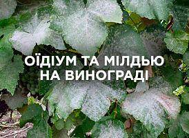 Оїдіум і мілдью на винограді: методи захисту | Agro-market