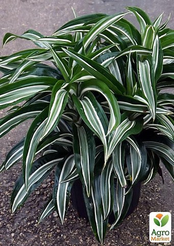 Драцена Варнеки "Dracaena frag. dere. Warneckei" дм 12 см выс. 35 см