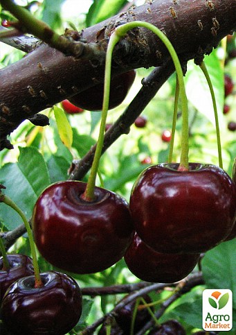 Ексклюзив! Вишня карликова куляста чорна "Великоплідна" (Large-fruited) (угорська селекція, преміальний морозостійкий сорт)