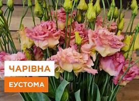 Еустома посадка та догляд - корисні статті про садівництво від Agro-Market