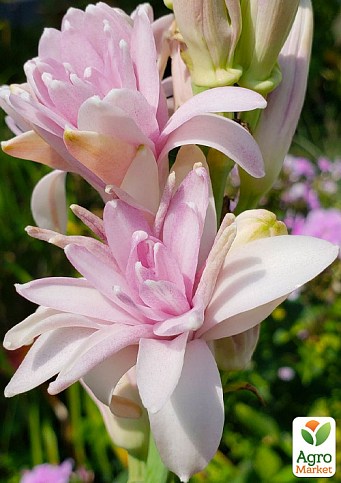 Тубероза "Pink Sapphire" (Цариця Ароматів)