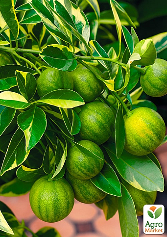 LMTD Лайм пестролистный "Tahiti Variegata" (саженец 2 года)