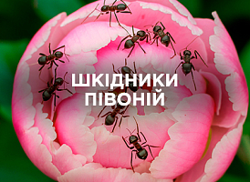 Небезпечні шкідники півоній: захист і профілактика | Agro-market