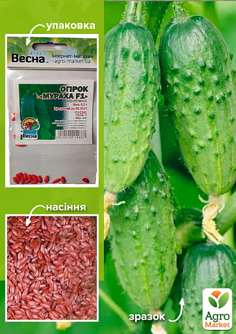 Огірок оброблений "Мураха F1" (Зипер) ТМ "Весна" 0.5г