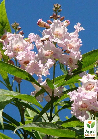 Читальпа ташкентская "Summer Bells" высота 50-60см