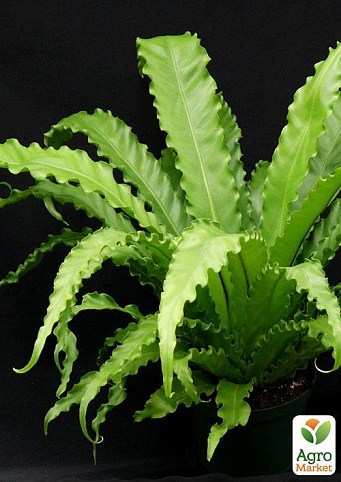Асплениум осока "Праздничный фейерверк" (Asplenium Osaka) дм 12 см выс. 30 см