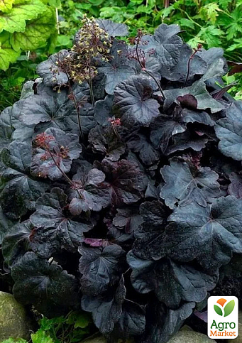 Гейхера (Heuchera) "Obsidian" С1 (высота 15-30см)