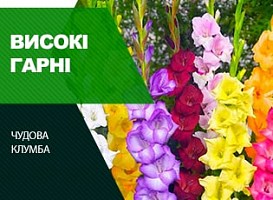 Посадка гладіолусів: поради - корисні статті про садівництво від Agro-Market