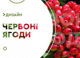 Декоративні кущі з червоними ягодами - корисні статті про садівництво від Agro-Market