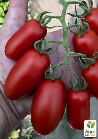 Томат индетерминантный "Визард F1" ТМ "Lark Seeds" 1000шт