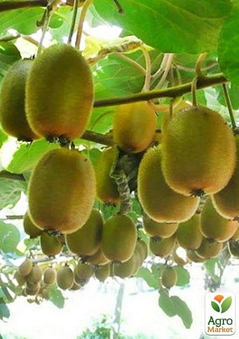 Ківі "Соло" (самозапильний)