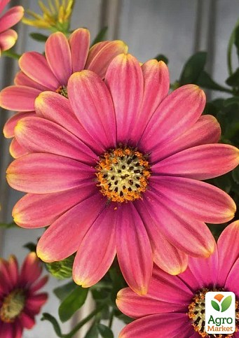Остеоспермум "Pink Sun"