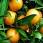 Мандарин "Стар Робі"