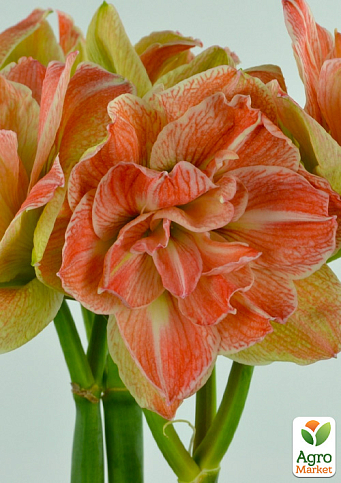 Амариліс (гіппеаструм) махровий в горщику "Exotic Nymph"