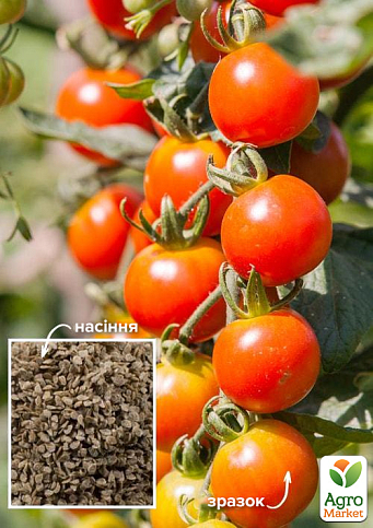 На развес Томат "Синьорита" ТМ "Весна" цена за 1г