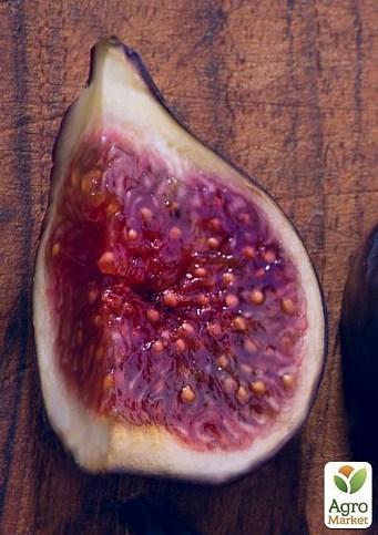 Інжир "Неаполітанський" (Фініковий) з плодом (вік 1,5 року) - фото 3