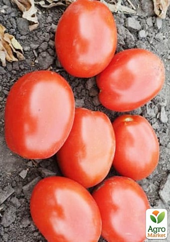 Томат детерминантный "2053 F1" ТМ "Lark Seeds" 5000шт