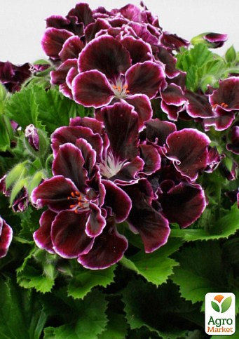 Пеларгонія Королівська Novita Classic "Plum"