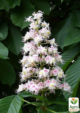 Каштан кінський, колір 100г