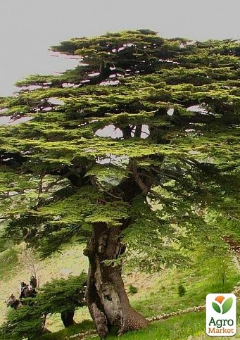 Кедр Ливанский (Cedrus Libani)