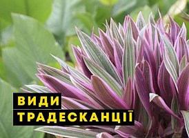 Види традесканції - корисні статті про садівництво від Agro-Market