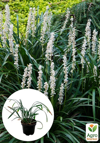 Ліріопе "Monroe White" вазон С2, висота 20-40см