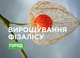 Вирощуємо ягідний фізаліс у саду - Agro-Market