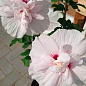Гибискус сирийский "China Chiffon" С2, высота 20-40 см
