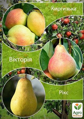 Дерево-сад Груша "Киргизская+Виктория+Рикс" 