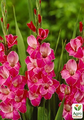 Гладиолус "Invitatie" 3шт - фото 2