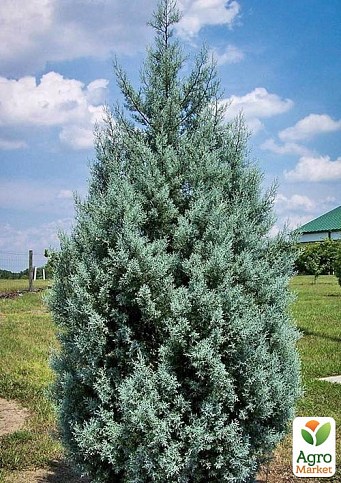 Кипарис Аризонский 8и летний (Cupressus arizonica) высота 180-200см