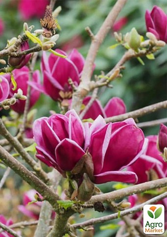 Магнолія 3-річна суланжа "Genie" (висота 30-40см) - фото 2