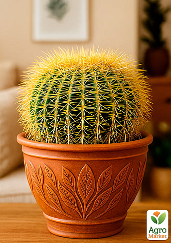 Кактус "Эхинокактус Грузона" (вазон Ø 12) (Нидерланды)