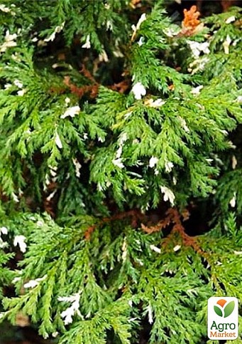 Кипарисовик нутканский "Variegata" (контейнер Р9)