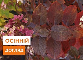 Осінній догляд за гортензією - корисні статті про садівництво від Agro-Market