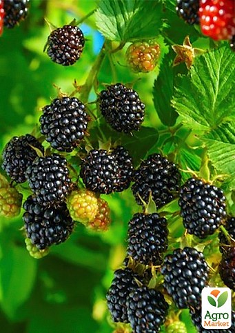 Ожина рання ремонтантна "Прайм арк 45" (Prime Ark 45) - фото 2