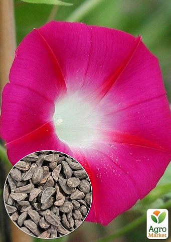 На вагу Іпомея "Кримсон Рамблер" ТМ "Весна" ціна за 2г