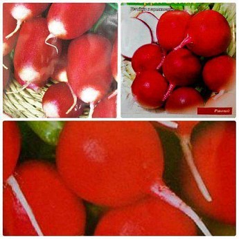 Комплект семян редиса "Хруст" 5уп