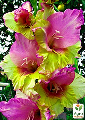 Гладиолус "Mon Amour" 3шт - фото 3