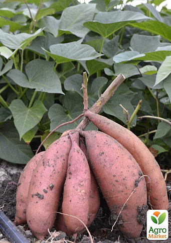 Батат "Murasaki" (сладкий картофель) маточный клубень - фото 2
